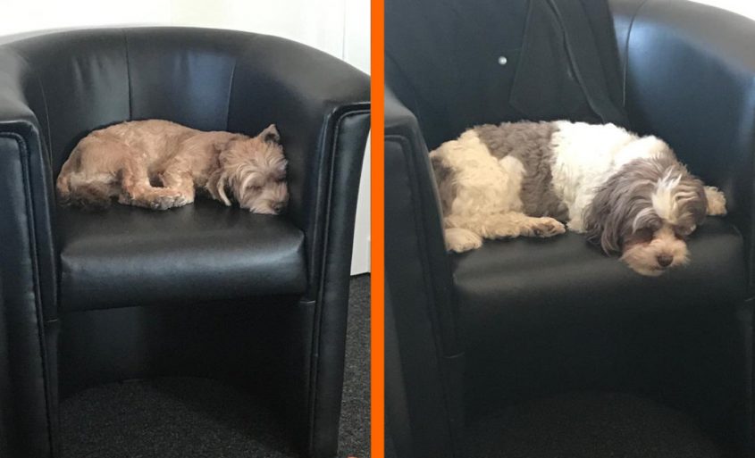 Zwei schlafende Hunde auf schwarzen Stühlen, einer braun und der andere schwarz-weiß gefleckt, in einem modernen Raum.