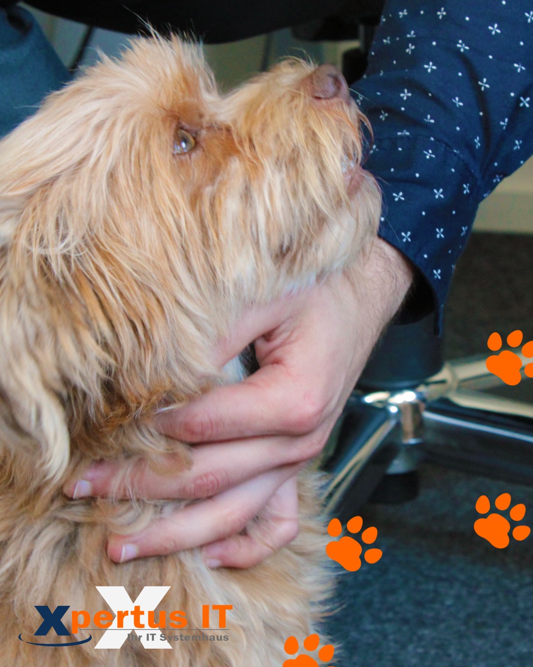 Ein Hund im Büro - Babsis Alltag 3 Hund wird von einer Person gestreichelt, während sie in einem Büro sitzt. Der Hund hat ein weiches, braunes Fell und zeigt eine freundliche Ausdrucksweise. Im Hintergrund sind Elemente des Büros und das Logo von Xpertus IT sichtbar.