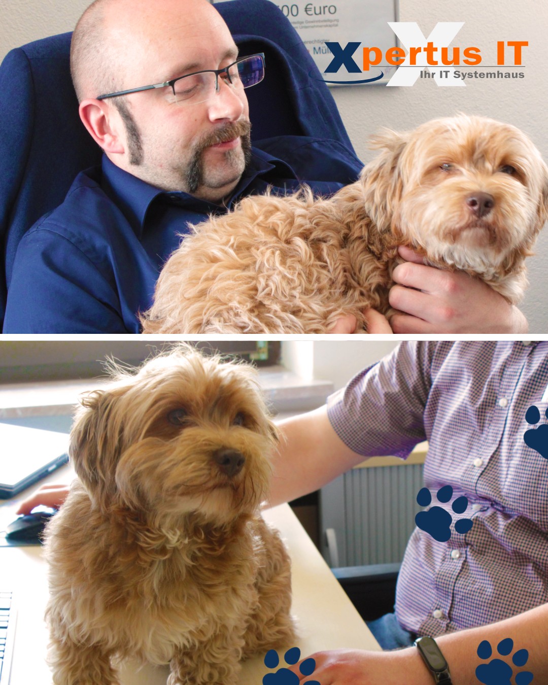 Ein Hund im Büro - Babsis Alltag 4 Facebook-Post-Bürohund-Babsi