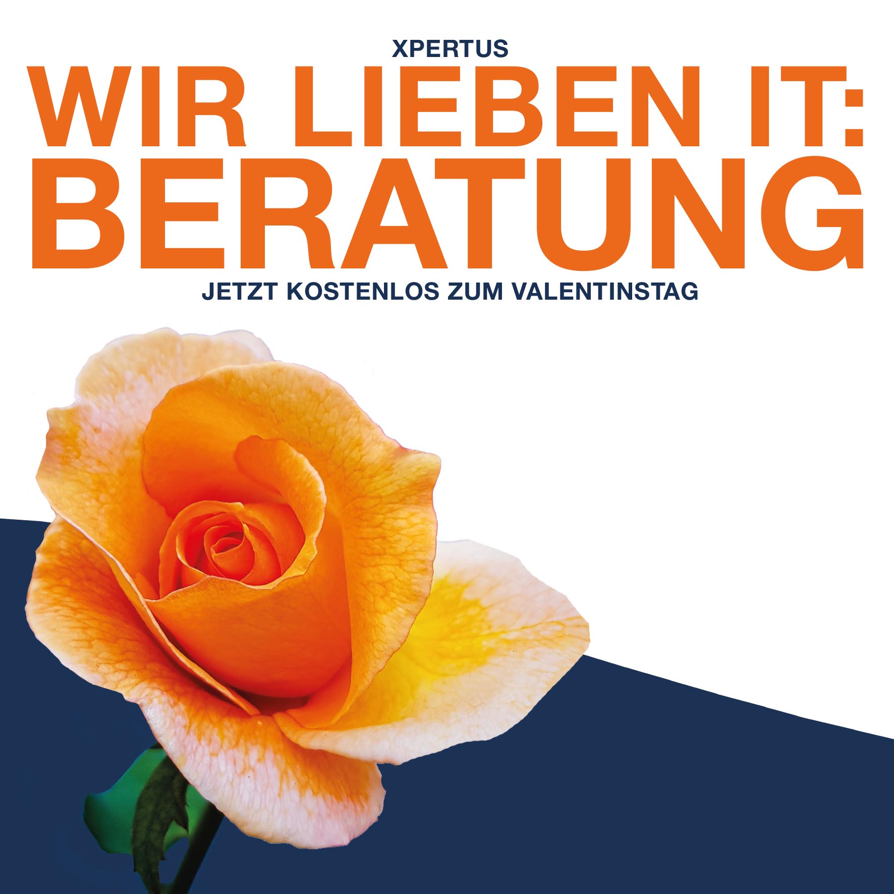 Alt-Text: Orangefarbene Rose mit dem Text "Wir lieben IT: Beratung" und dem Hinweis auf kostenlose Beratung zum Valentinstag von Xpertus.